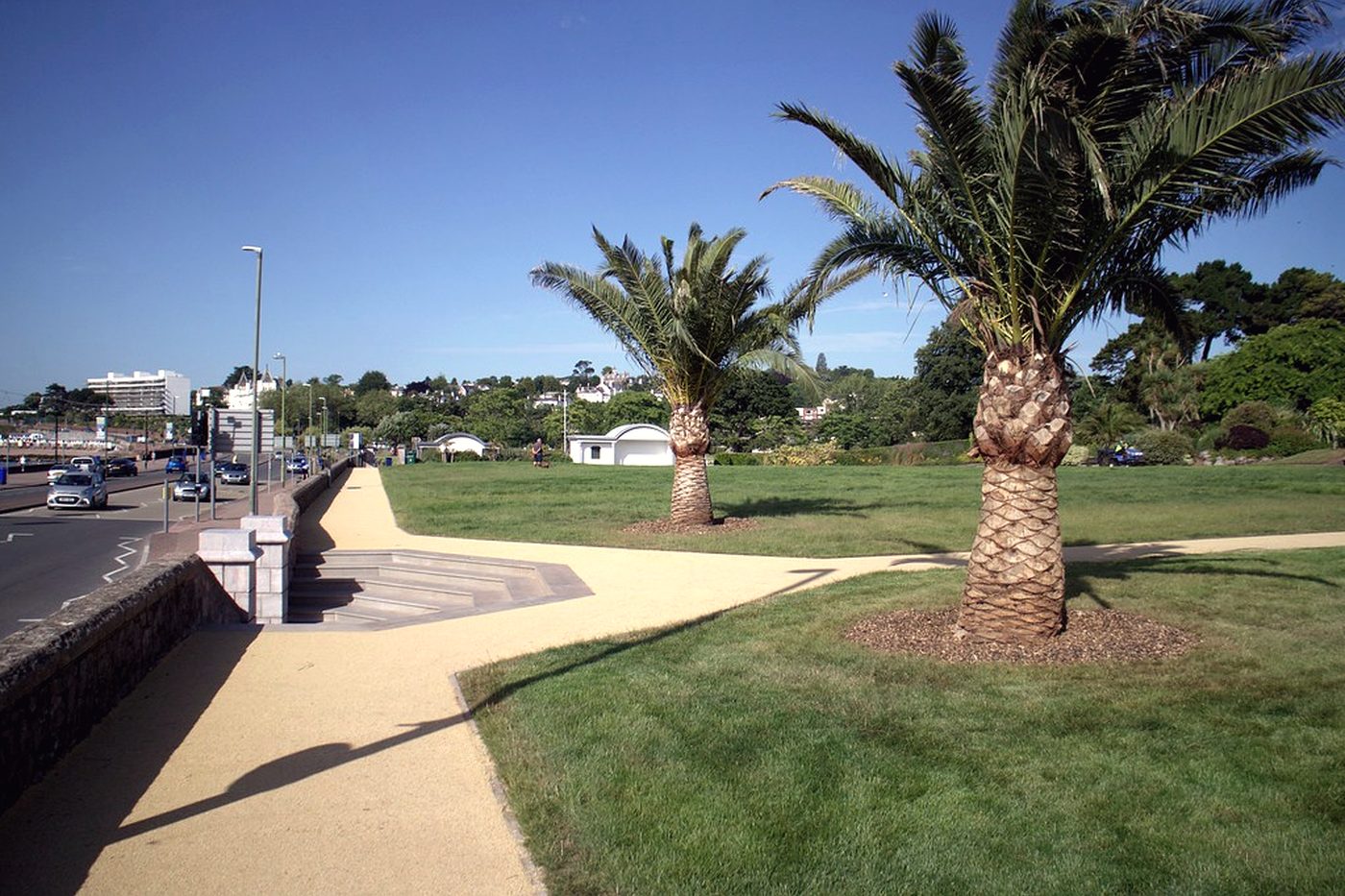 Canary Island date palms newly planted along a formal lawn and stone retaining wall.